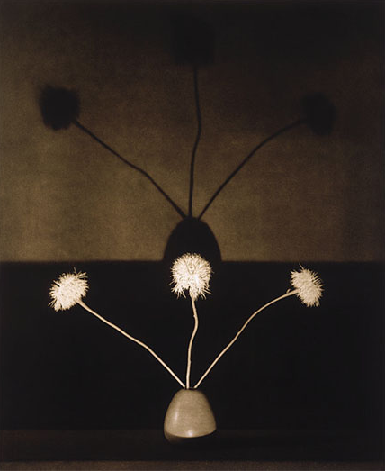 Robert-MapplethorpeandnbspUNTITLED-(FLOWERS)-FROM-THE-PORTFOLIO-'FLOWERS'-1983