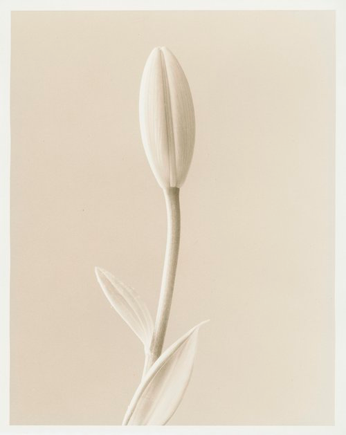 About the Artwork Christopher Ireland. Lily Anthesis Lith 20x24 2of3+$3200  by Christopher Ireland