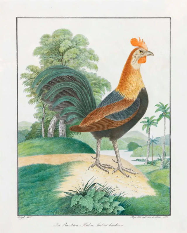 About the Artwork Aloys Zötl. the Bankiva Cock, 1875, Pencil and Watercolour on Paper, 50 X 40 Cm  by Aloys Zötl