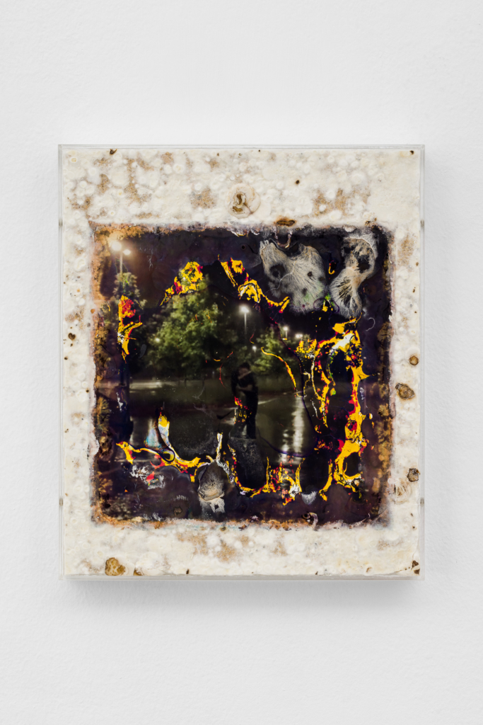 About the Artwork Angelika Loderer, Causing Each Other (4), 2022, Plexiglass and C Print, Wood, Mushroom Mycelium, 28,6 X 24 X 3,5 Cm  by Angelika Loderer