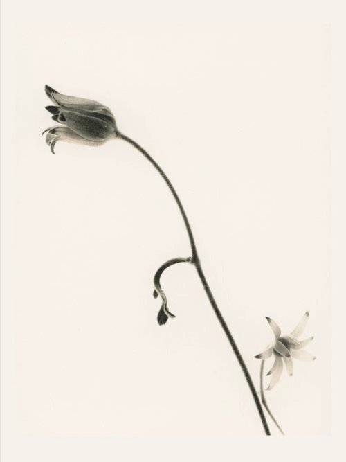 About the Artwork Christopher Ireland. Flannel Flower - Lith - 8 x 10 - 1of3 - $600  by Christopher Ireland